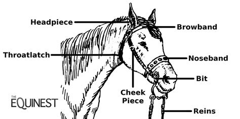 bridle meaning.